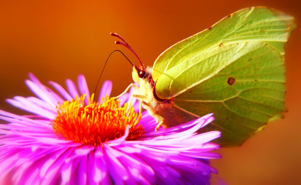 Flower apiformes animals