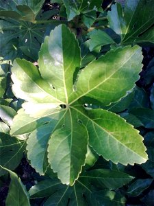 Fatsia japonica in Japan
