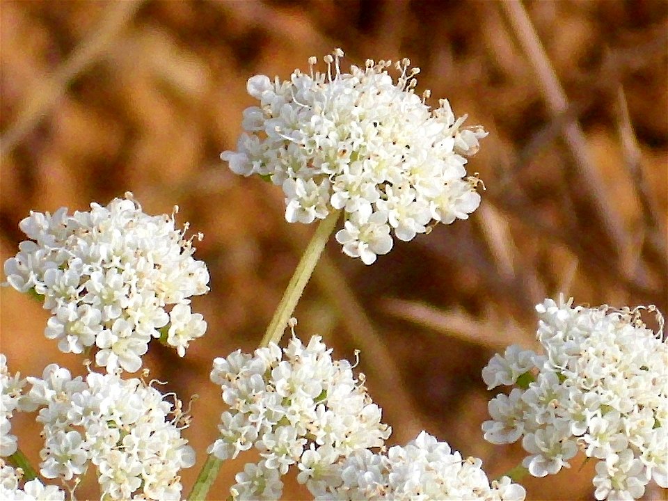 Oenanthe crocata close up Campo de Calatrava, Spain