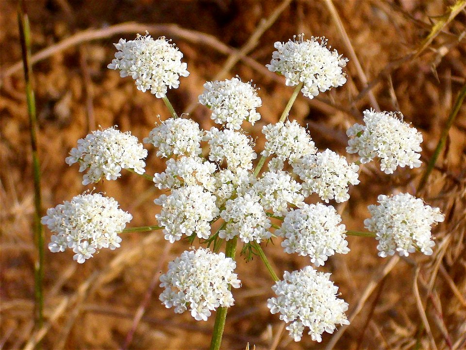 Oenanthe crocata inflorescence Campo de Calatrava, Spain