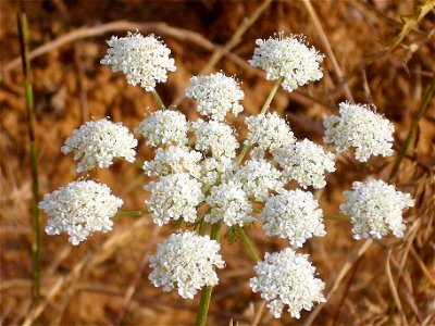 Oenanthe crocata inflorescence Campo de Calatrava, Spain