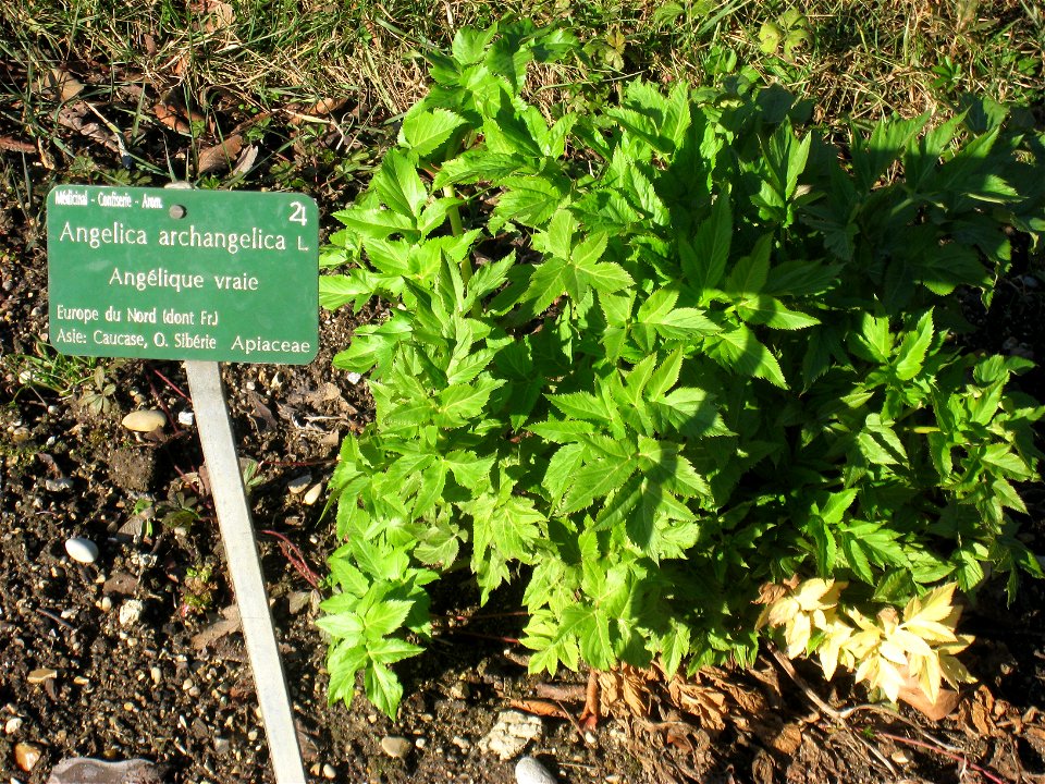 Angelica archangelica in the Jardin des Plantes de Paris, Paris, France.