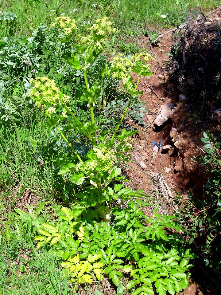 Angelica archangelica habit, in Sierra Madrona, Spain.