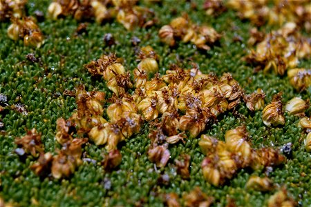 Azorella compacta (Yareta), close-up view