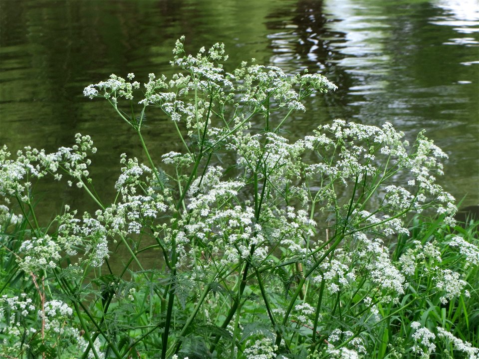Hecken-Kälberkropf (Chaerophyllum temulum) an der Saar in Saarbrücken