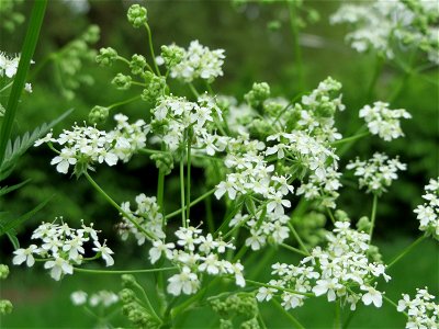 Hecken-Kälberkropf (Chaerophyllum temulum) am Alten Friedhof in Alt-Saarbrücken