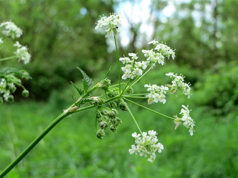 Wiesenkerbel (Anthriscus sylvestris) im Naturschutzgebiet "St. Arnualer Wiesen"