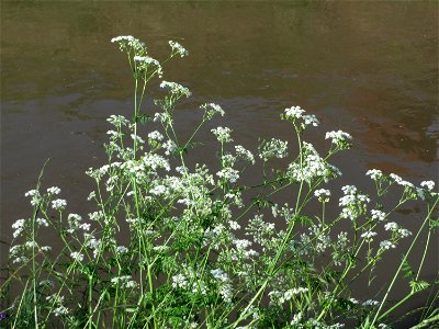 Wiesenkerbel (Anthriscus sylvestris) am Kraichbach bei Hockenheim