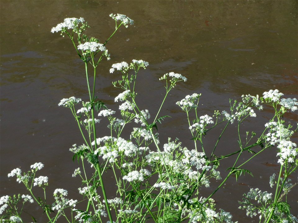 Wiesenkerbel (Anthriscus sylvestris) am Kraichbach bei Hockenheim