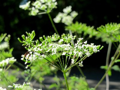 Hecken-Kälberkropf (Chaerophyllum temulum) im Schwetzinger Hardt