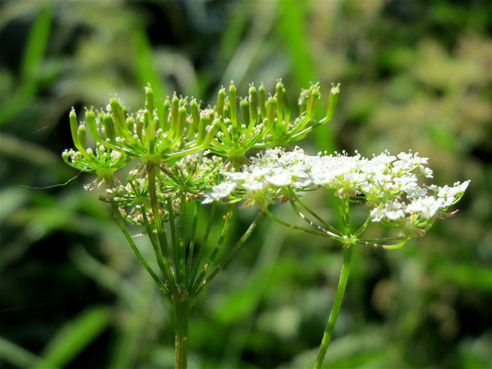 Hecken-Kälberkropf (Chaerophyllum temulum) am Staden in Saarbrücken