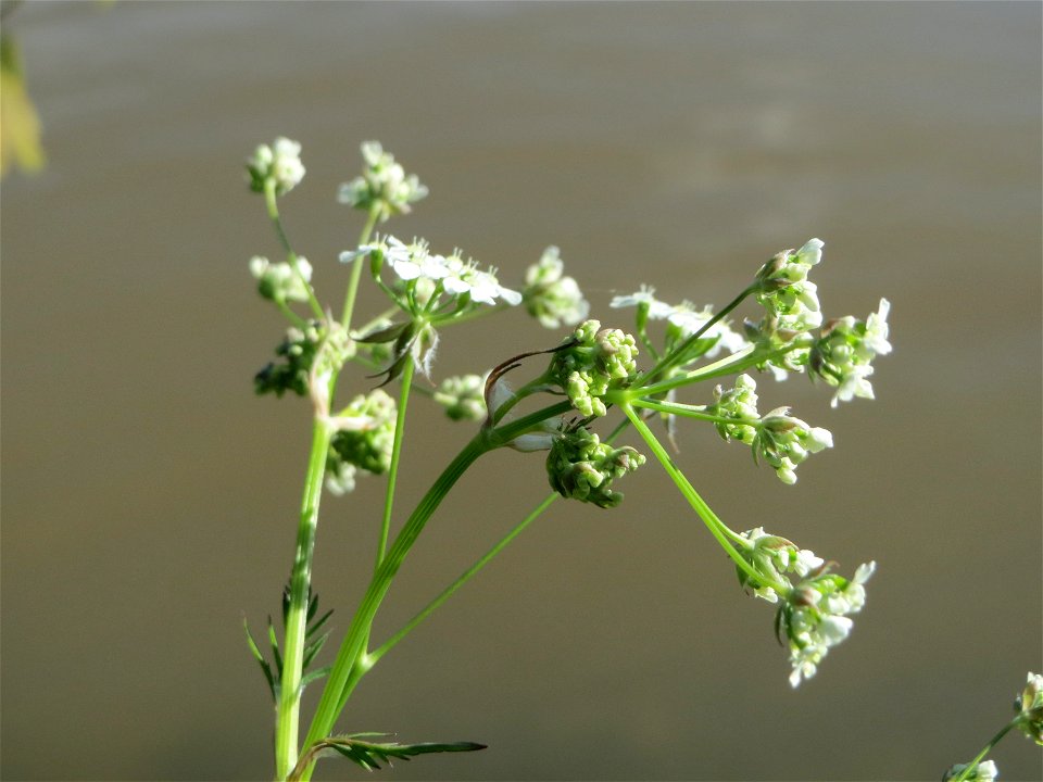 Wiesenkerbel (Anthriscus sylvestris) am Neckarufer in Heidelberg-Neuenheim
