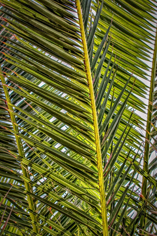 Plant nature close up