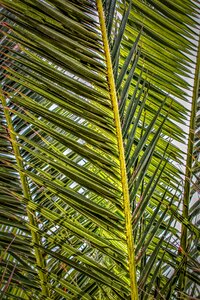 Plant nature close up