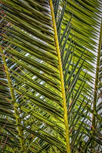 Plant nature close up photo