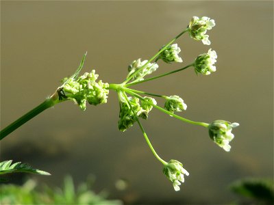 Wiesenkerbel (Anthriscus sylvestris) am Neckarufer in Heidelberg-Neuenheim
