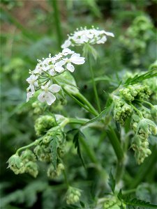 Wiesenkerbel (Anthriscus sylvestris) im Simbachtal photo