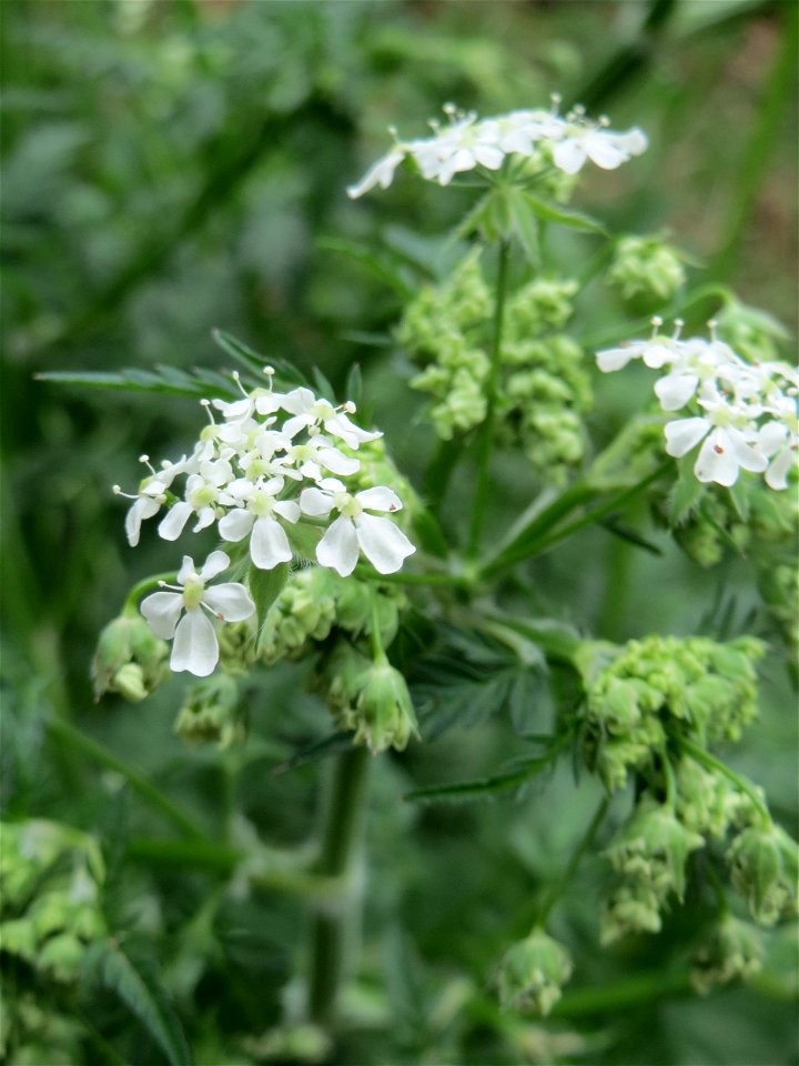 Wiesenkerbel (Anthriscus sylvestris) im Simbachtal