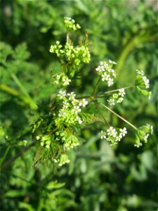 Wiesenkerbel (Anthriscus sylvestris) in Hockenheim - wächst für gewöhnlich in Bachauen, hier mitten in der Stadt, dank der regelmäßigen Bewässerung der nahen Grünanlage