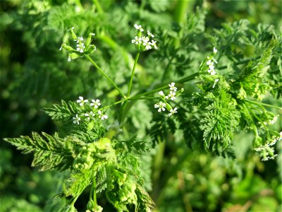 Wiesenkerbel (Anthriscus sylvestris) in Hockenheim - wächst für gewöhnlich in Bachauen, hier mitten in der Stadt, dank der regelmäßigen Bewässerung der nahen Grünanlage