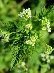 Wiesenkerbel (Anthriscus sylvestris) in Hockenheim - wächst für gewöhnlich in Bachauen, hier mitten in der Stadt, dank der regelmäßigen Bewässerung der nahen Grünanlage