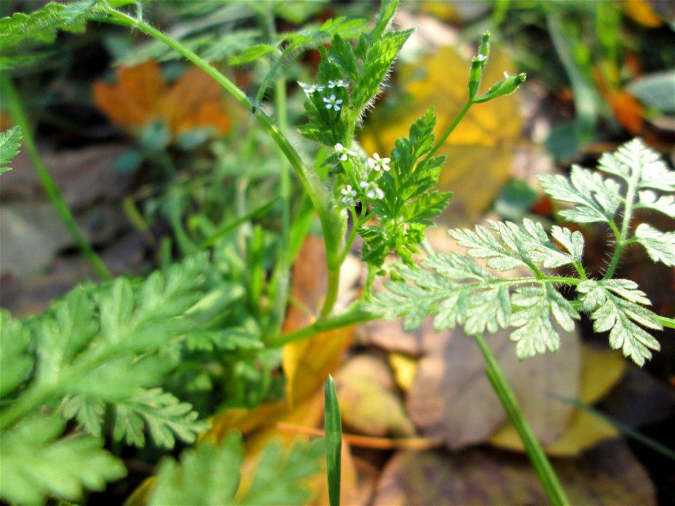 Wiesenkerbel (Anthriscus sylvestris) an der Böschung der A61 bei Hockenheim - kommt hier im späten Herbst nochmal zu einer zweiten Blüte