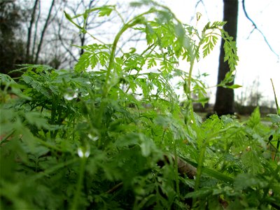Wiesenkerbel (Anthriscus sylvestris) an der Böschung der A61 bei Hockenheim - ungewöhnlich das Auftreten im späten Herbst
