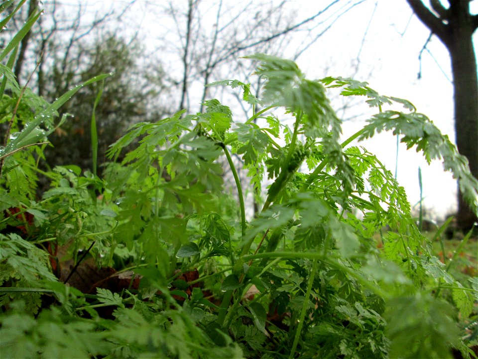 Wiesenkerbel (Anthriscus sylvestris) an der Böschung der A61 bei Hockenheim - ungewöhnlich das Auftreten im späten Herbst