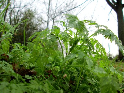 Wiesenkerbel (Anthriscus sylvestris) an der Böschung der A61 bei Hockenheim - ungewöhnlich das Auftreten im späten Herbst