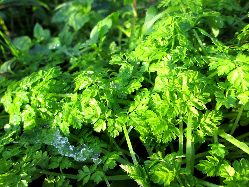 Frische Grundblätter vom Wiesenkerbel (Anthriscus sylvestris) auf einer Brachfläche am Messplatz in Hockenheim - leicht zu erkennen am Geruch und am Geschmack