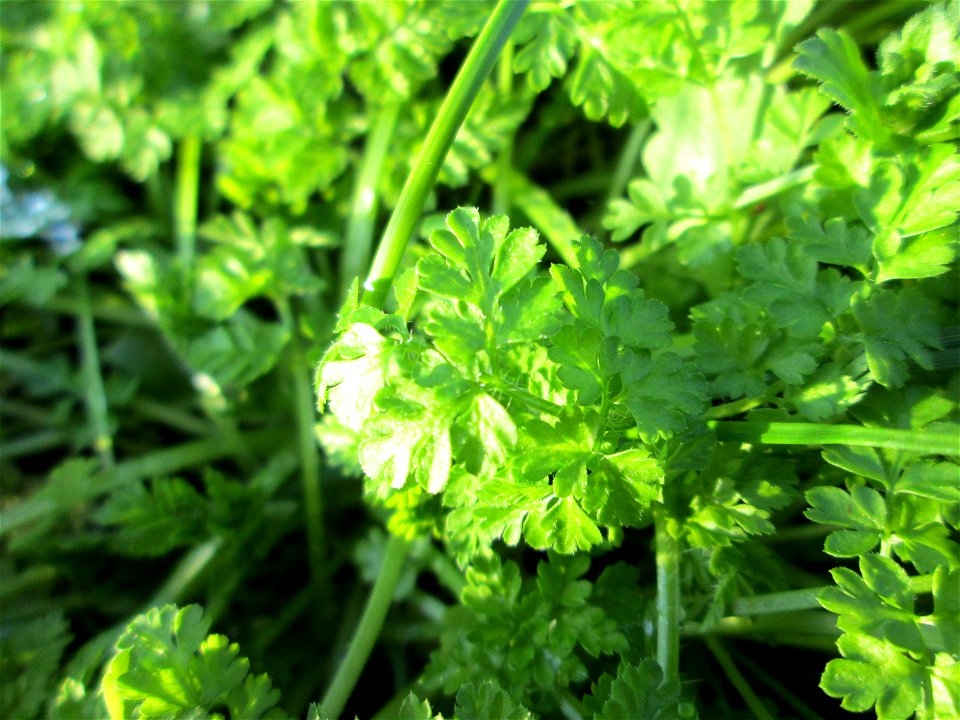 Frische Grundblätter vom Wiesenkerbel (Anthriscus sylvestris) auf einer Brachfläche am Messplatz in Hockenheim - leicht zu erkennen am Geruch und am Geschmack