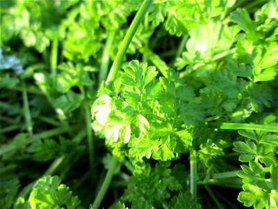 Frische Grundblätter vom Wiesenkerbel (Anthriscus sylvestris) auf einer Brachfläche am Messplatz in Hockenheim - leicht zu erkennen am Geruch und am Geschmack photo