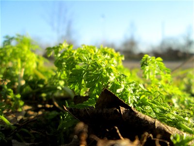 Grundblätter vom Wiesenkerbel (Anthriscus sylvestris) an der Böschung der A61 bei Hockenheim