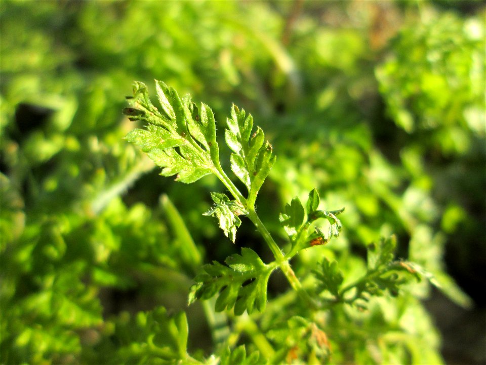 Grundblätter vom Wiesenkerbel (Anthriscus sylvestris) an der Böschung der A61 bei Hockenheim