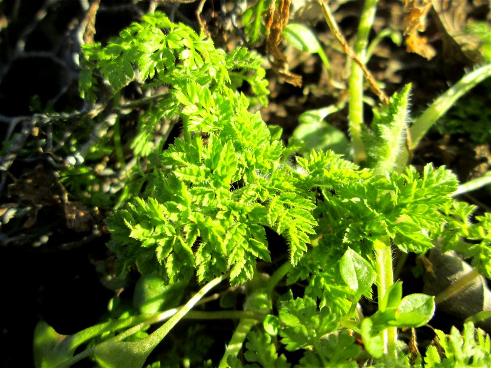 Grundblätter vom Wiesenkerbel (Anthriscus sylvestris) an der Böschung der A61 bei Hockenheim