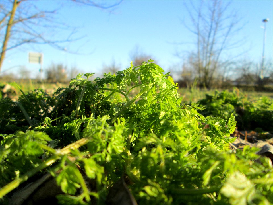 Grundblätter vom Wiesenkerbel (Anthriscus sylvestris) an der Böschung der A61 bei Hockenheim