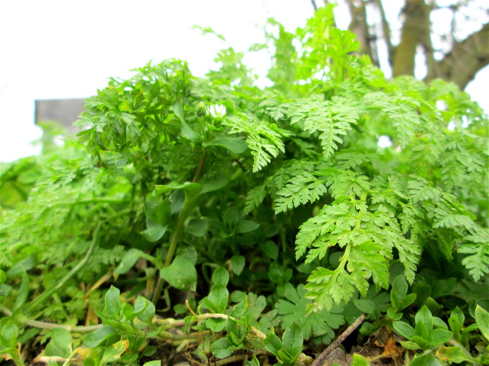 Wiesenkerbel (Anthriscus sylvestris) auf einer Parkplatzwiese in Hockenheim