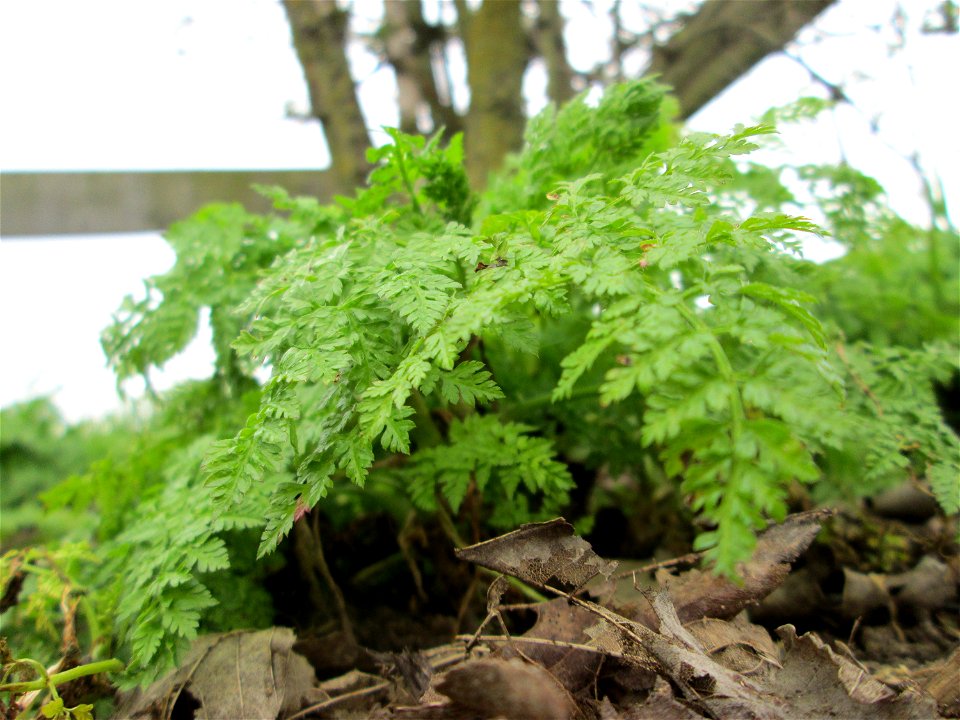 Wiesenkerbel (Anthriscus sylvestris) auf einer Parkplatzwiese in Hockenheim