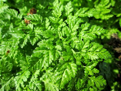 Grundblätter vom Wiesenkerbel (Anthriscus sylvestris) im Naturschutzgebiet Alter Kraichbach hinter den Bergen im Hockenheimer Rheinbogen photo