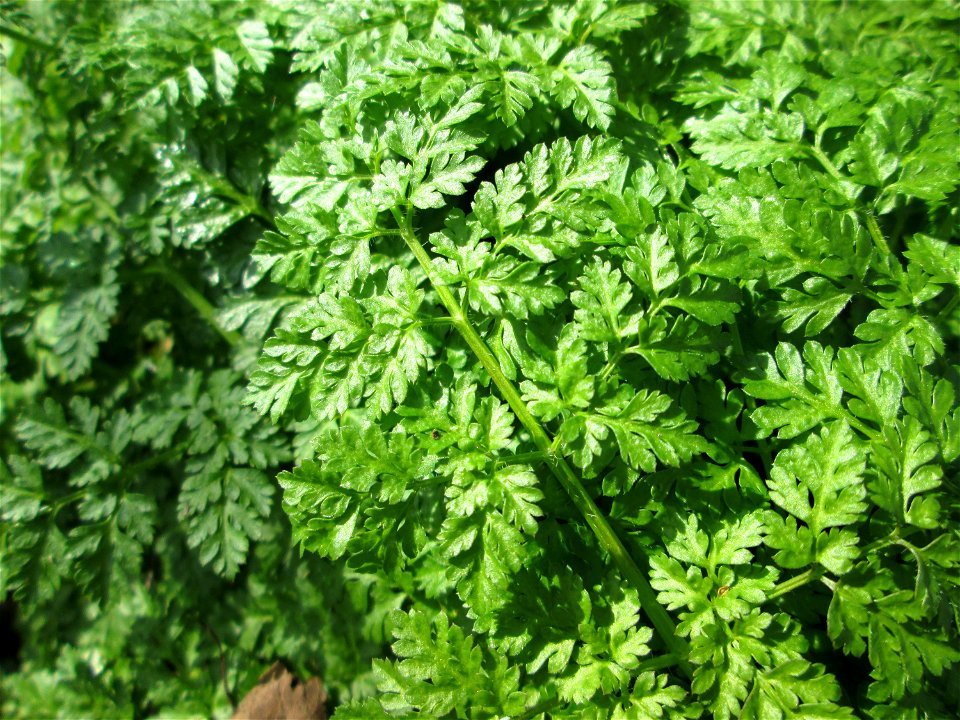 Grundblätter vom Wiesenkerbel (Anthriscus sylvestris) im Naturschutzgebiet Alter Kraichbach hinter den Bergen im Hockenheimer Rheinbogen