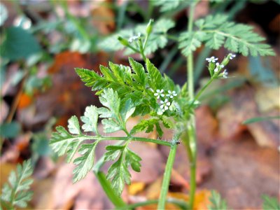 Wiesenkerbel (Anthriscus sylvestris) an der Böschung der A61 bei Hockenheim - kommt hier im späten Herbst nochmal zu einer zweiten Blüte photo