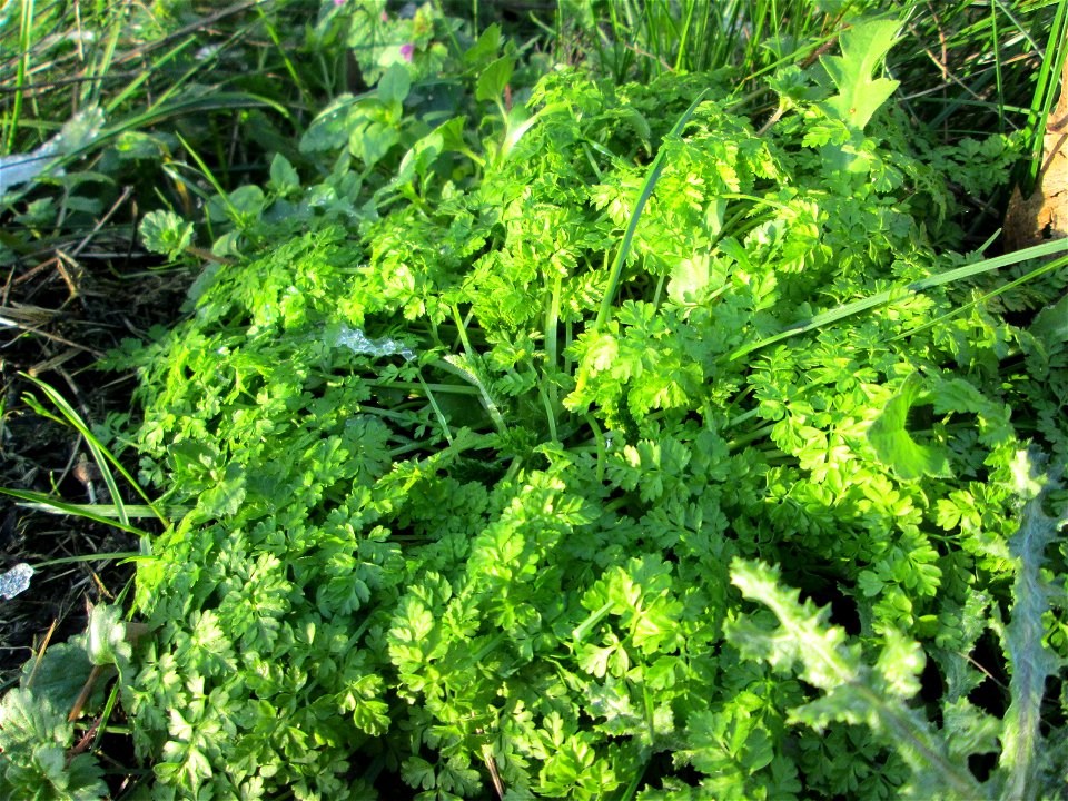 Frische Grundblätter vom Wiesenkerbel (Anthriscus sylvestris) auf einer Brachfläche am Messplatz in Hockenheim - leicht zu erkennen am Geruch und am Geschmack
