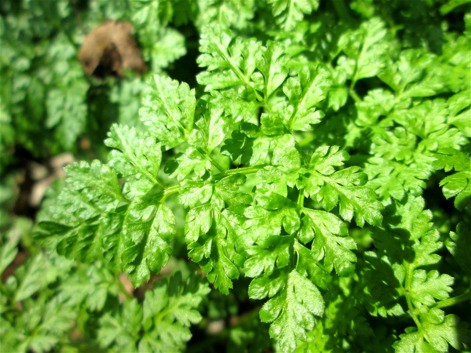 Grundblätter vom Wiesenkerbel (Anthriscus sylvestris) im Naturschutzgebiet Alter Kraichbach hinter den Bergen im Hockenheimer Rheinbogen