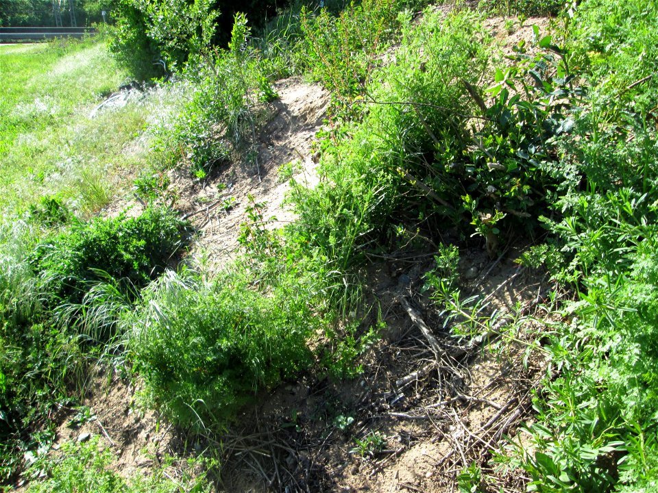 Hunds-Kerbel (Anthriscus caucalis) an der Böschung der L723 bei Reilingen