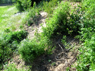 Hunds-Kerbel (Anthriscus caucalis) an der Böschung der L723 bei Reilingen