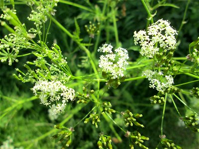 Wiesenkerbel (Anthriscus sylvestris) an der Saar in Saarbrücken