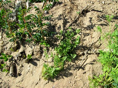 Hunds-Kerbel (Anthriscus caucalis) an der Böschung der L723 bei Reilingen