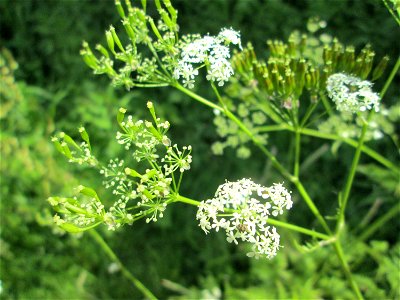Wiesenkerbel (Anthriscus sylvestris) an der Saar in Saarbrücken