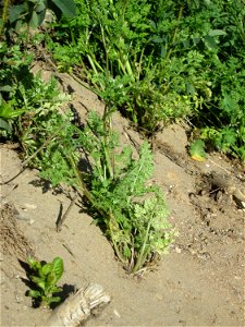 Hunds-Kerbel (Anthriscus caucalis) an der Böschung der L723 bei Reilingen