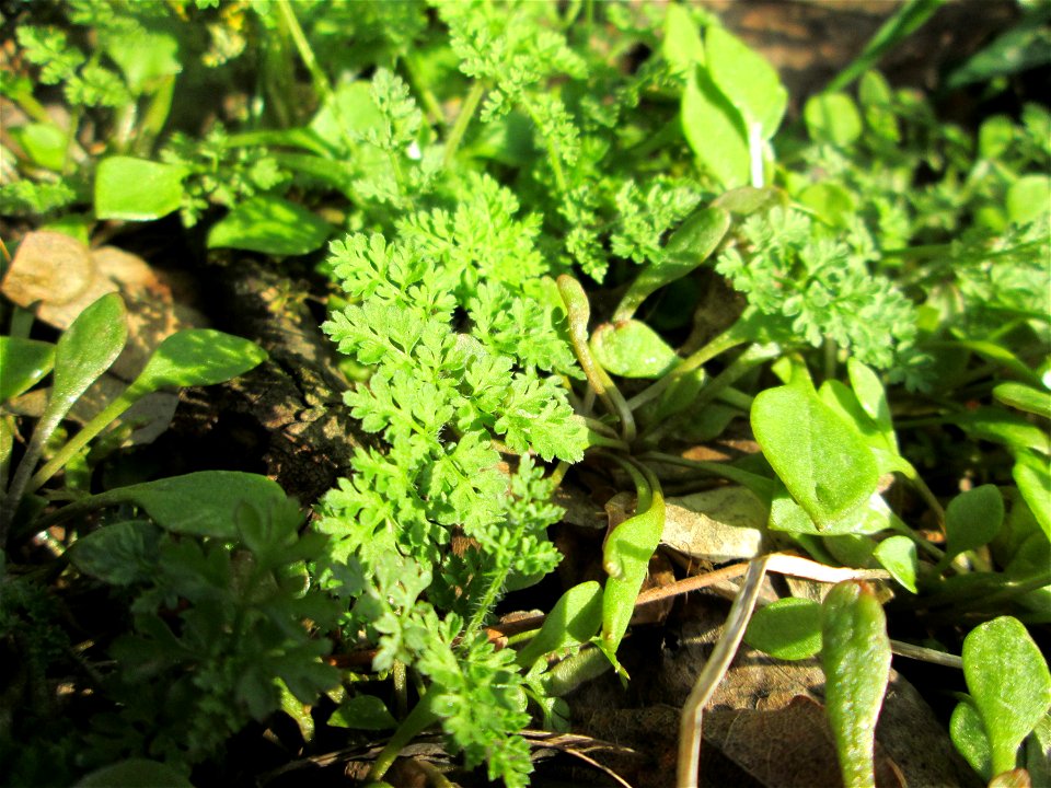 Grundblätter vom Wiesenkerbel (Anthriscus sylvestris) an der Böschung der A61 bei Hockenheim, hier zusammen mit Claytonia perfoliata